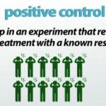 Positive Control: Importance of Testing During a Diagnostic Assay
