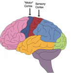 What Is A Sensory Cortex? Know Its Importance, Function & Overview