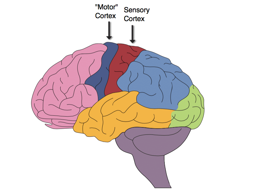the representation of body parts in primary sensory cortex is