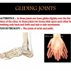 Gliding Joint: Types, Examples, Functions, Disorders & Role